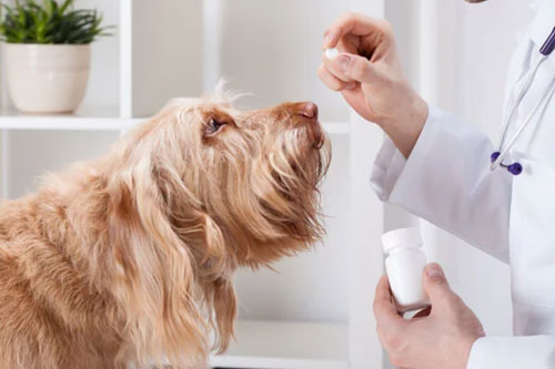 Pet Medications & Compounding